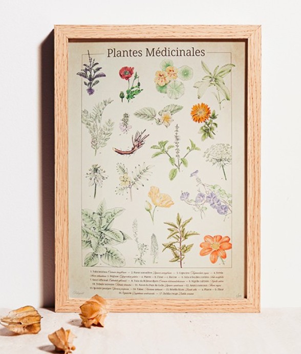 Planche botanique Plantes...