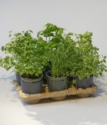 Potager mobile semi-hydroponique prêt à planter, parfait comme potager d'intérieur - 6 aromatiques bio