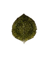 Forêts