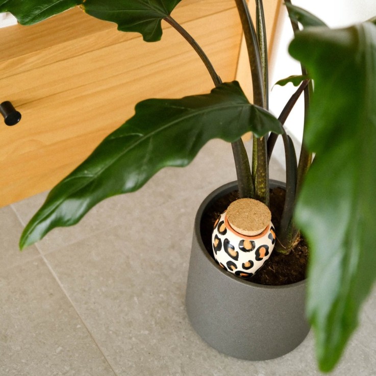 Olla Diffuseur d'eau naturel pour plantes