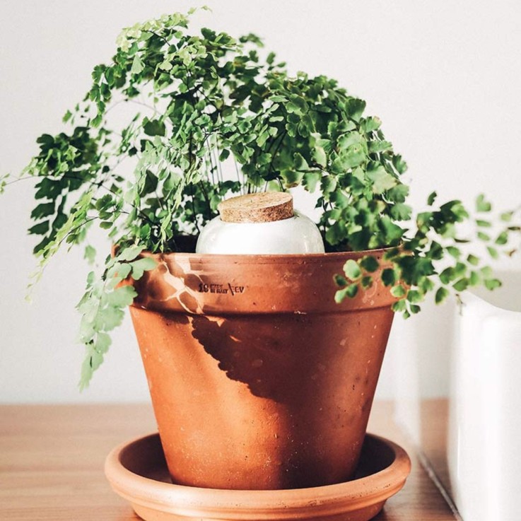 Olla Diffuseur d'eau naturel pour plantes