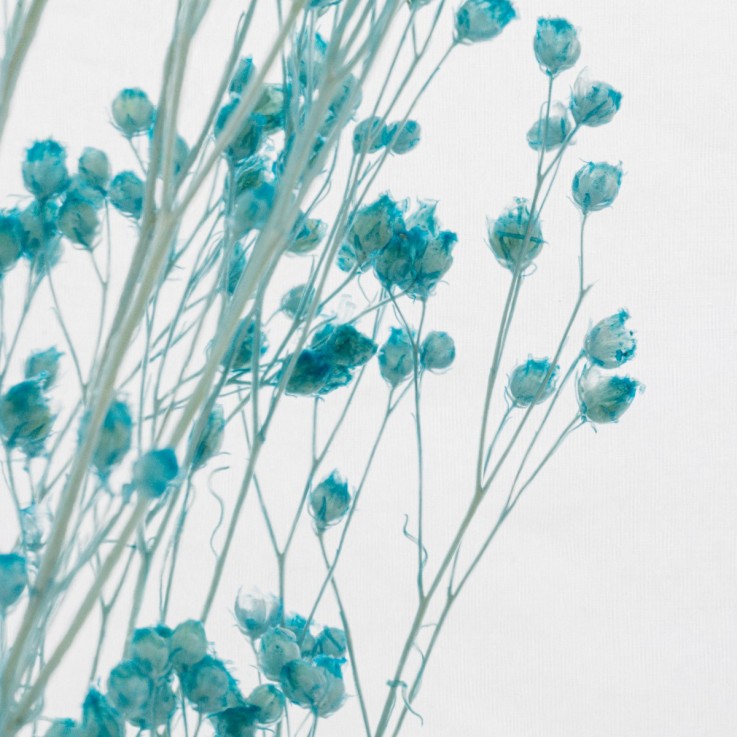 Herbarium fait main Plante immergée Broom turquoise