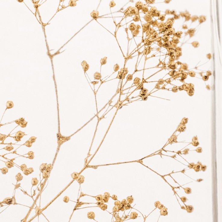 Herbarium fait main Plante immergée Gypsophile or 3L