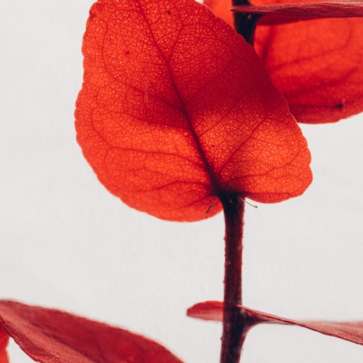 Herbarium fait main Plante immergée Eucalyptus rouge 3L