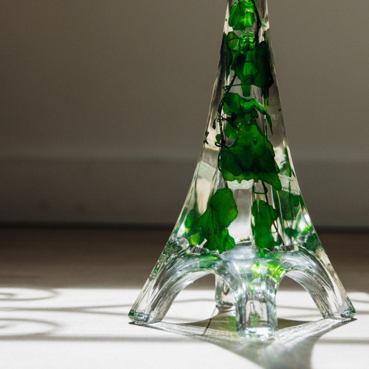 Herbarium fait main Plante immergée Lierre Hélix vert Tour Eiffel