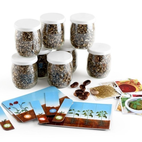 Coffret activité - Germination du Haricot