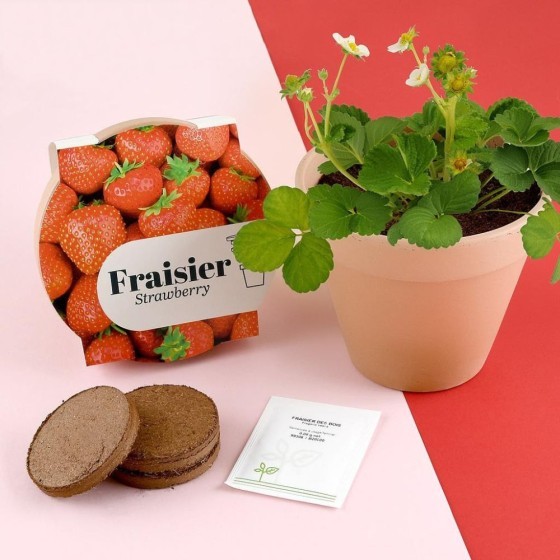 Pot Terre cuite Antique - Fraisier