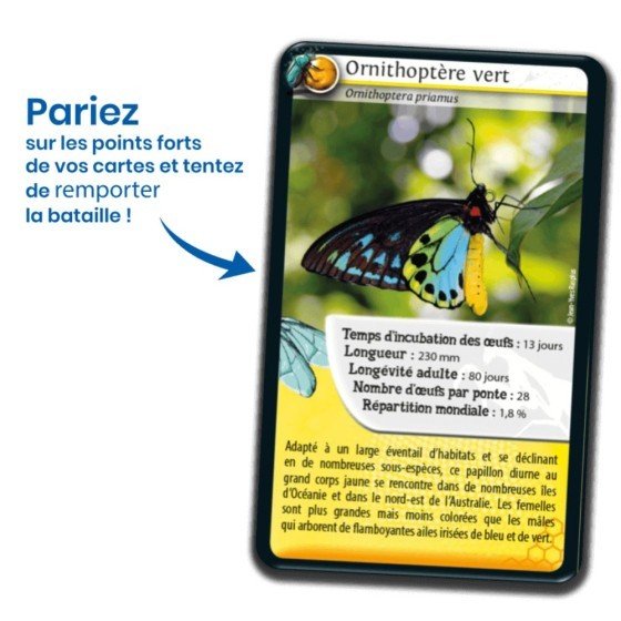 Défis nature : les insectes