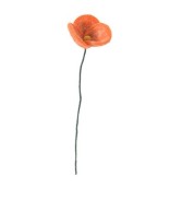 Poppy Orange