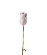 Tulipe Violet