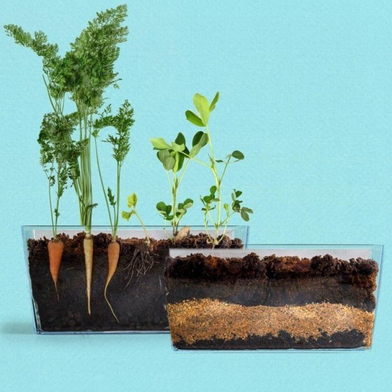 Vivarium Racines vers de terre