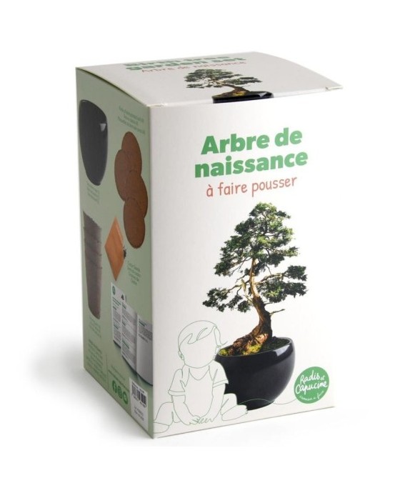 Kit arbre de naissance - Cèdre