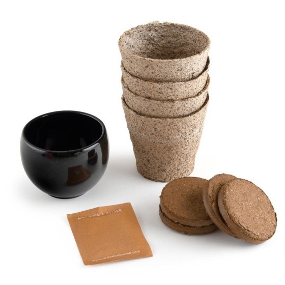 Kit arbre de naissance - Cèdre