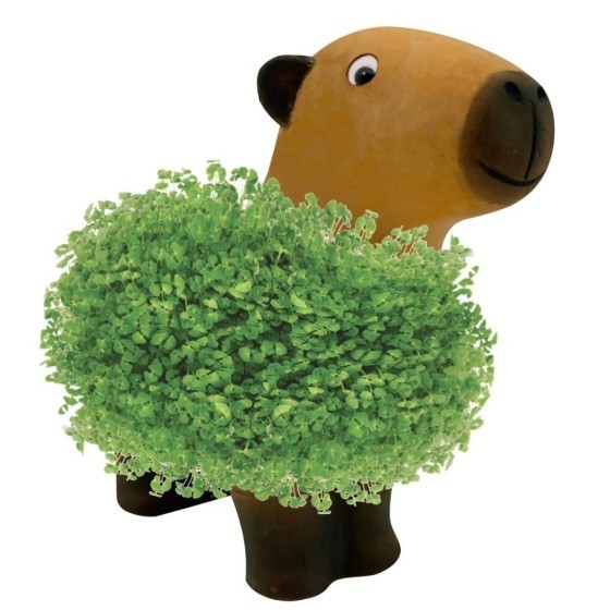 Capybara terre cuite poreuse avec graines de chia