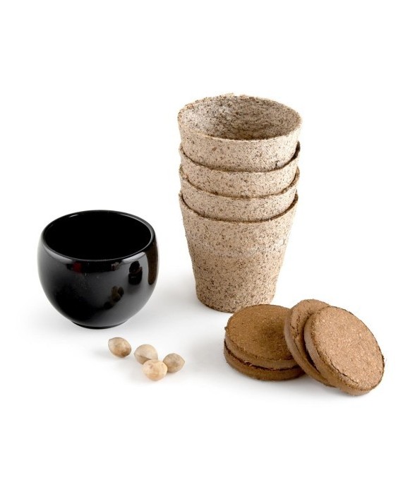 Bonsaï garden set Ginkgo Bio