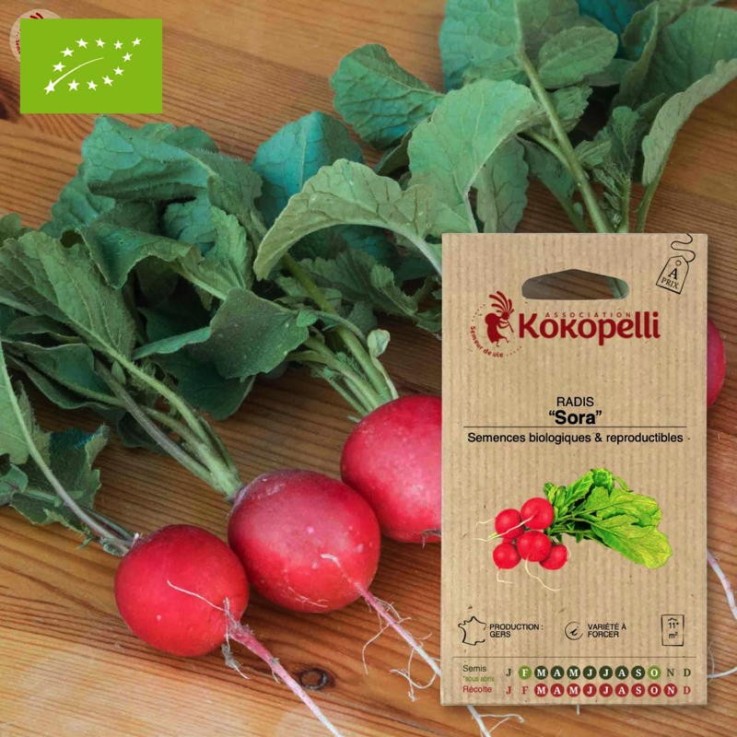 Graines bio à semer - Radis de tous les mois Sora