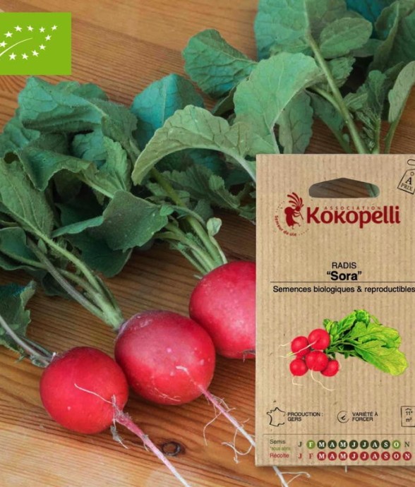 Graines bio à semer - Radis...