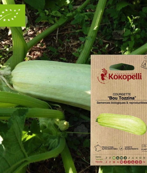 Graines bio à semer -...