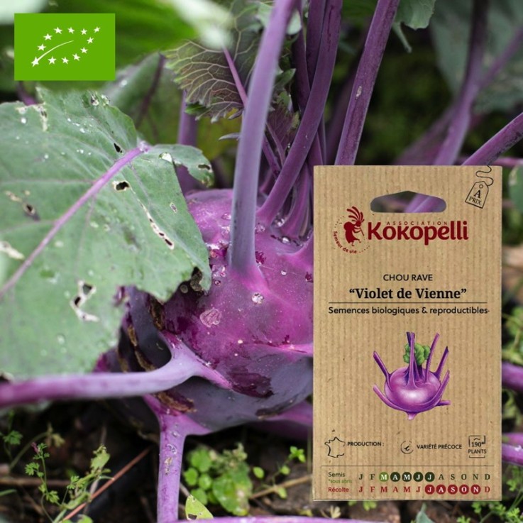Graines bio à semer - Chou Rave Violet de Vienne