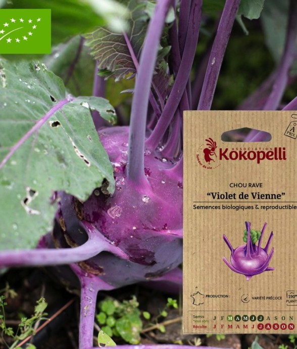 Graines bio à semer - Chou...