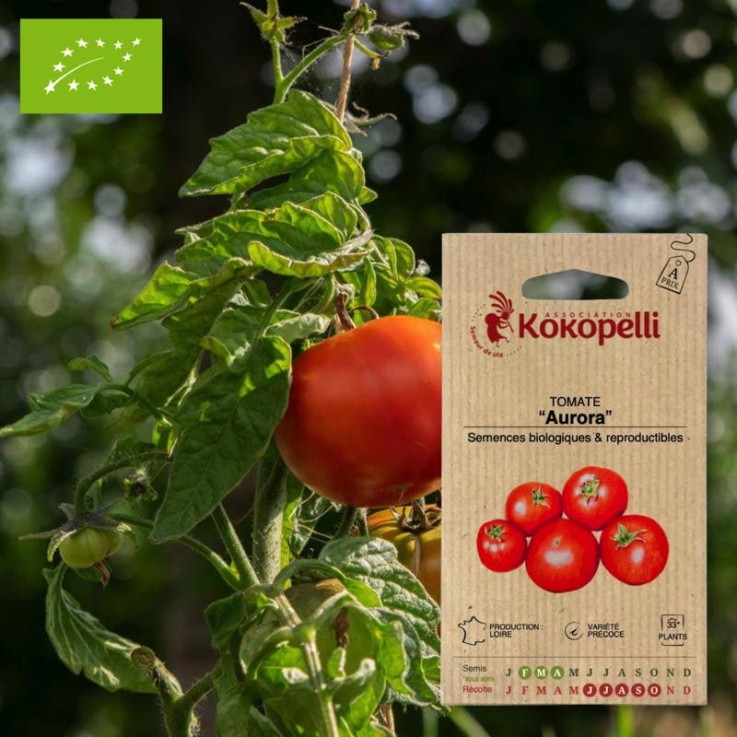 Graines bio à semer - Tomate rouge Aurora