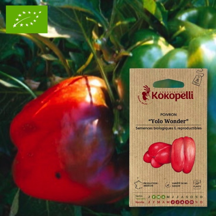 Graines bio à semer - Poivron doux Yolo Wonder