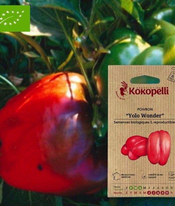 Graines bio à semer -...