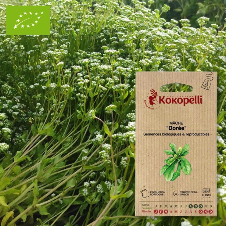 Graines bio à semer - Mâche Dorée / Bigarrée de Huy