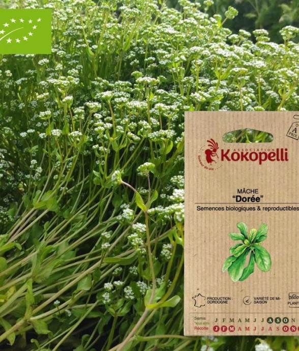 Graines bio à semer - Mâche...