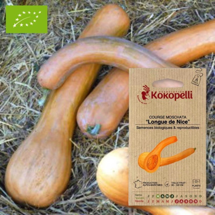 Graines bio à semer - Courge Moschata Longue de Nice