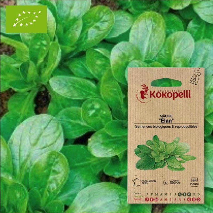 Graines bio à semer - Mâche verte Élan