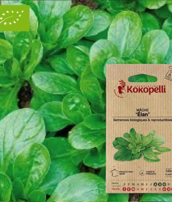 Graines bio à semer - Mâche...