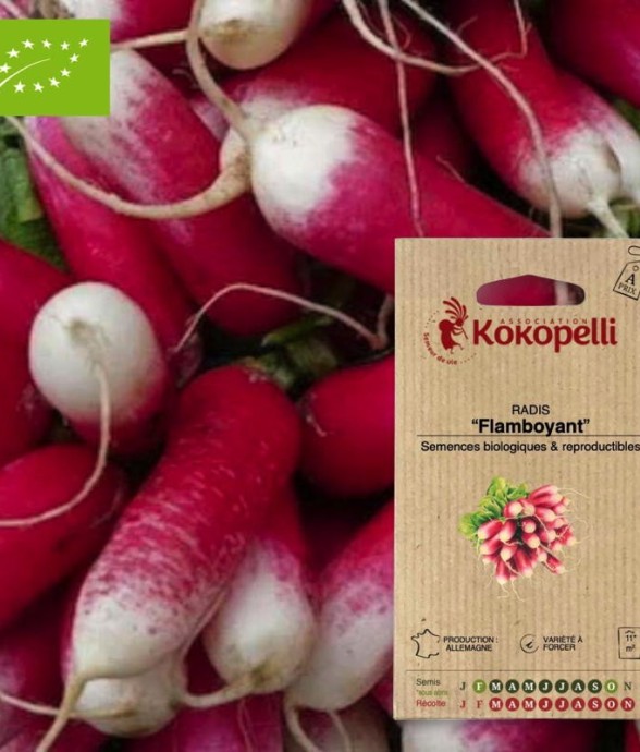 Graines bio à semer - Radis...