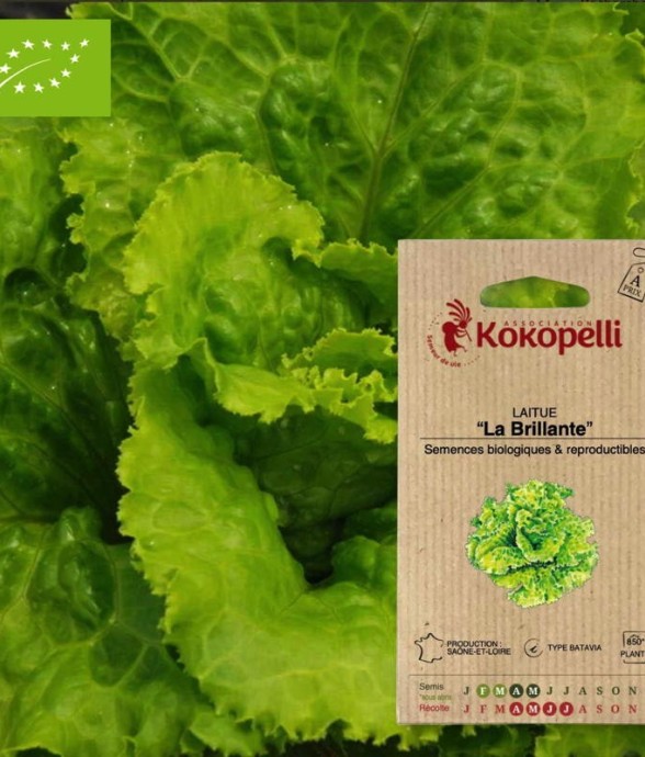 Graines bio à semer -...