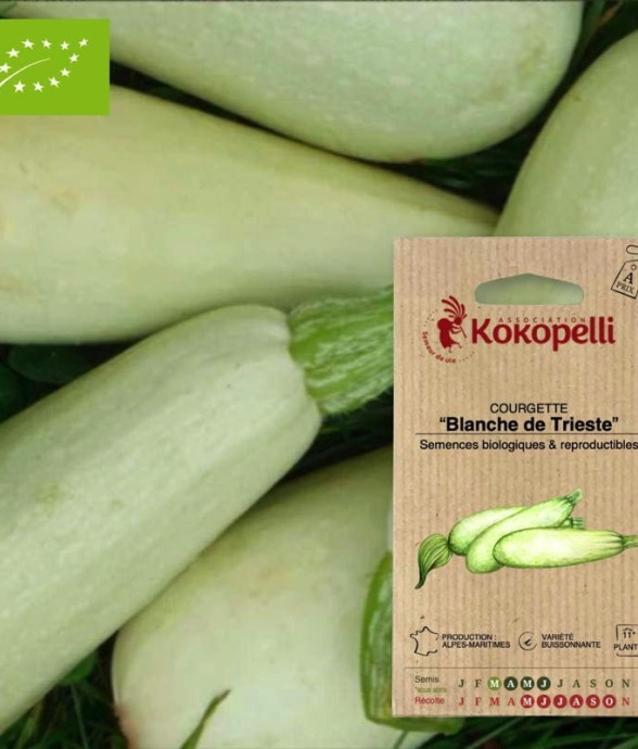 Graines bio à semer -...