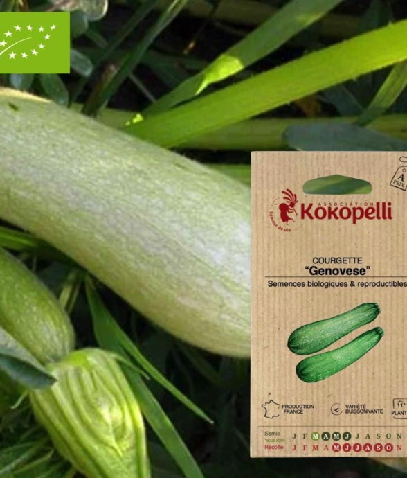 Graines bio à semer -...