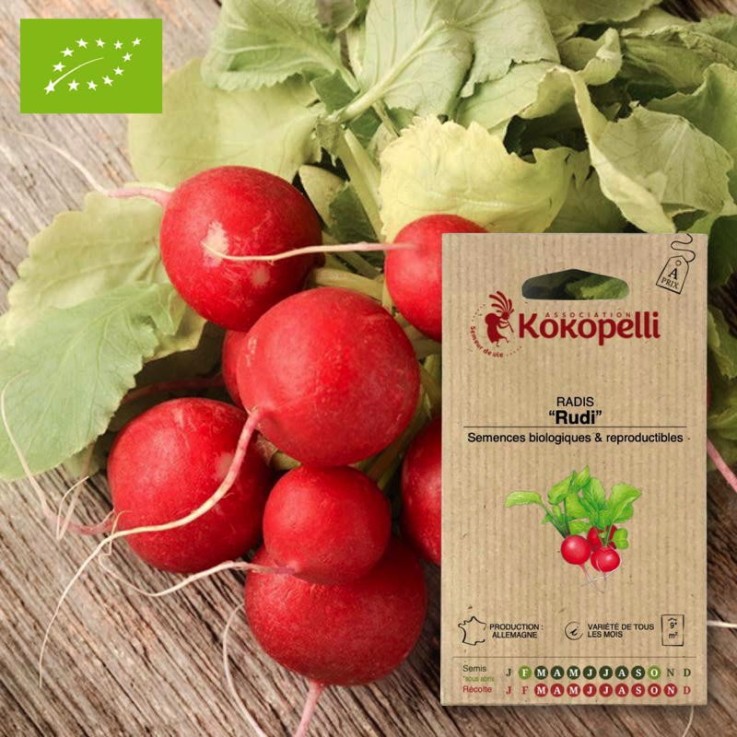 Graines bio à semer - Radis de tous les mois Rudi