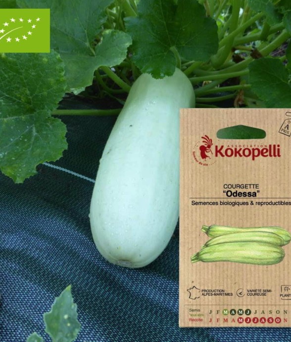 Graines bio à semer -...