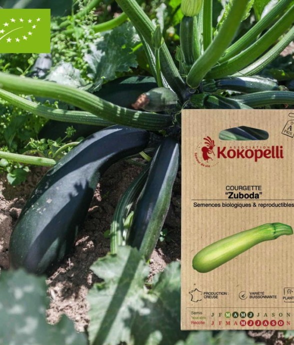 Graines bio à semer -...