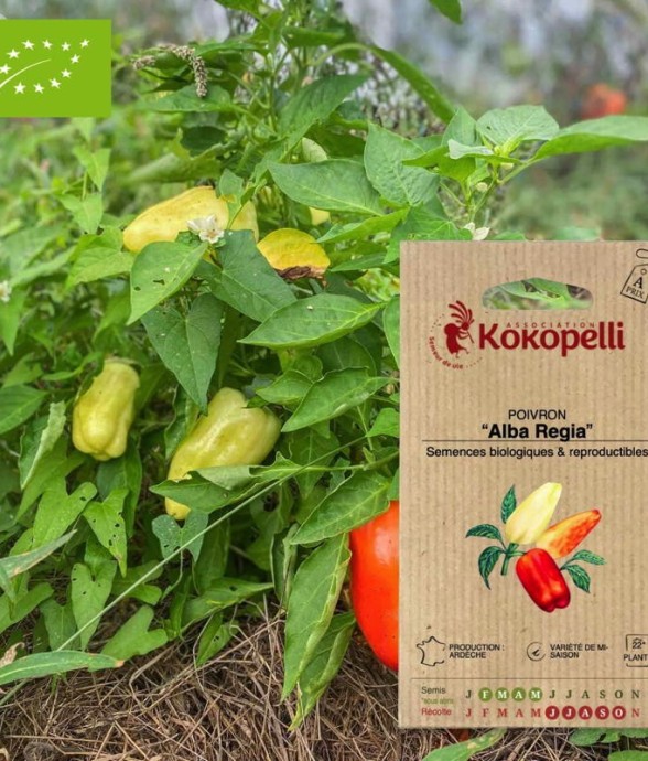 Graines bio à semer -...