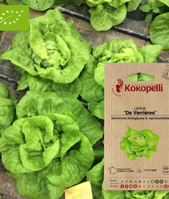 Graines bio à semer -...