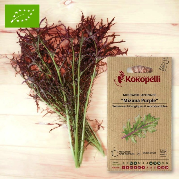 Graines bio à semer - Moutarde Japonaise Mizuna Purple