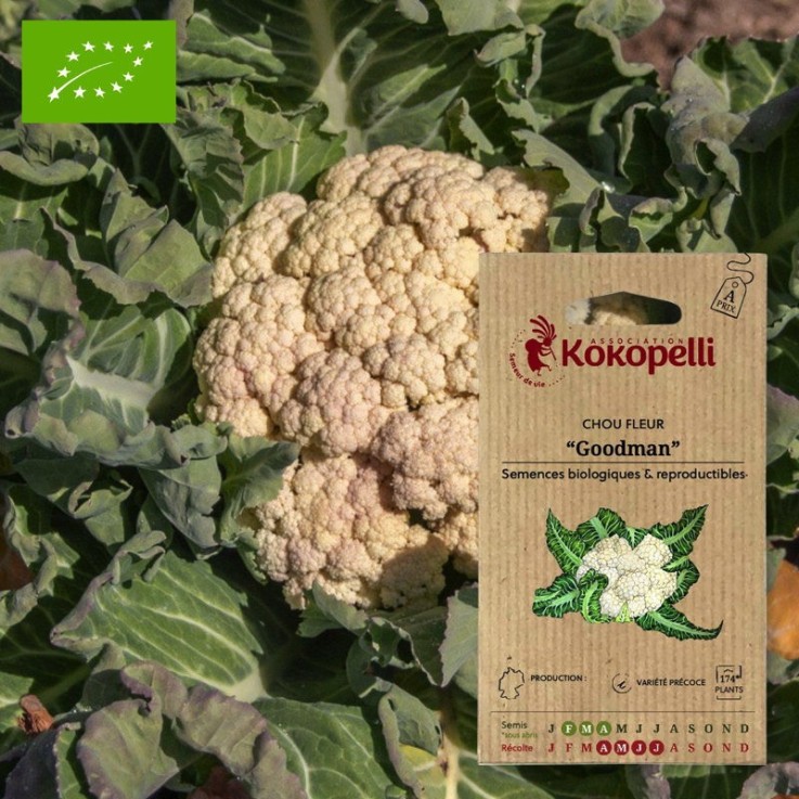 Graines bio à semer - Chou Fleur Goodman