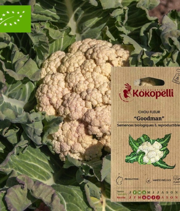 Graines bio à semer - Chou...