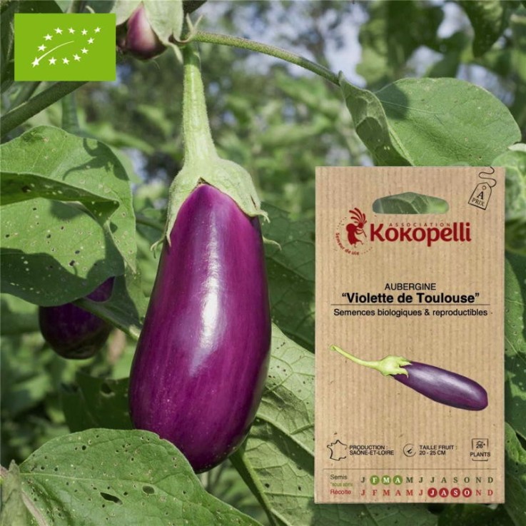 Graines bio à semer - Aubergine Violette de Toulouse