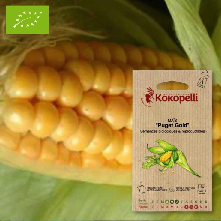 Graines bio à semer - Maïs Puget Gold