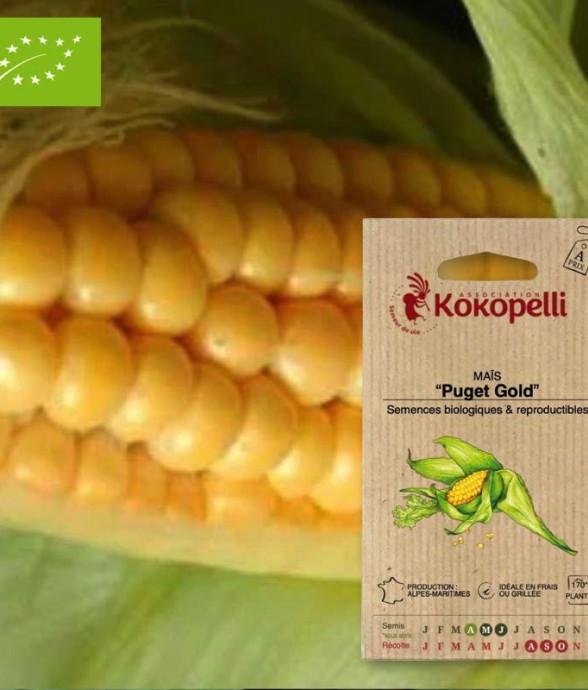 Graines bio à semer - Maïs...