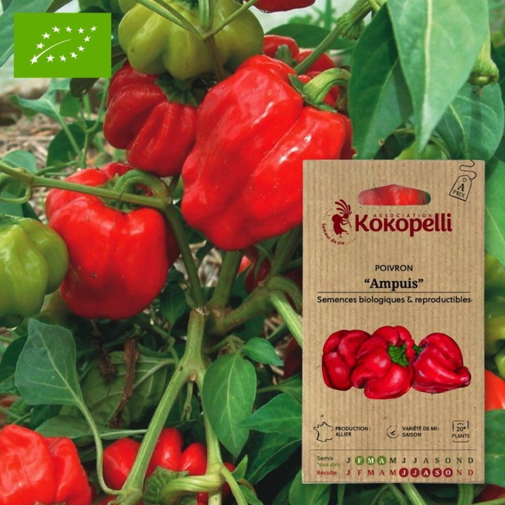 Graines bio à semer - Poivron rouge Ampuis