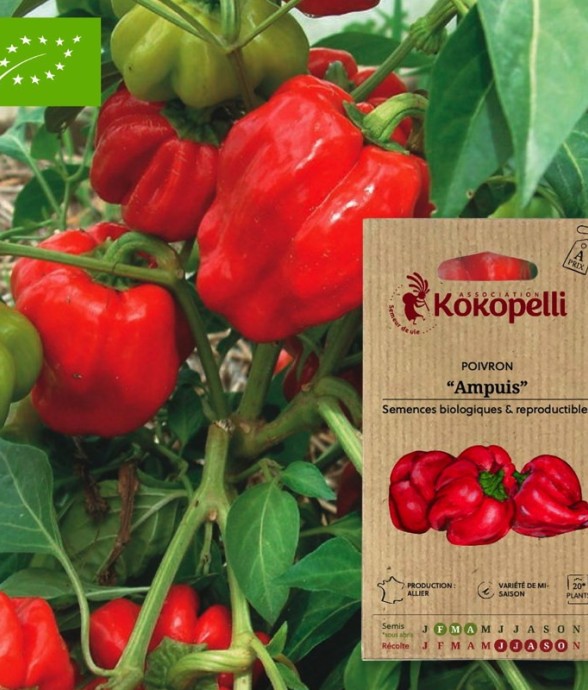 Graines bio à semer -...