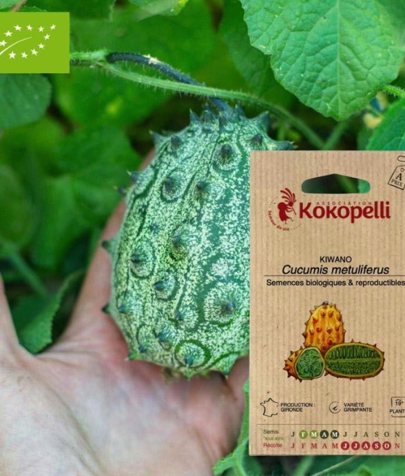 Graines bio à semer -...